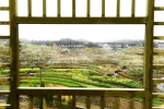 千亩梨花园一景。王健摄 - 浙江新闻网