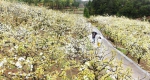 千亩梨花园一景。王健摄 - 浙江新闻网