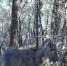 野生中华斑羚。仙居发布供图 - 浙江网