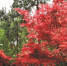 万松岭：松树林立，红枫抢眼 绿化景观全面提升 - 林业厅