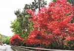 万松岭：松树林立，红枫抢眼 绿化景观全面提升 - 林业厅