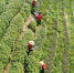 茶叶修剪工和党员志愿者，帮助农户对千余亩茶叶树进行修剪 谭云俸 摄 - 浙江新闻网