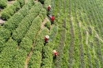 茶叶修剪工和党员志愿者，帮助农户对千余亩茶叶树进行修剪 谭云俸 摄 - 浙江新闻网