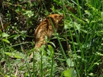 豹猫影像。 仙居发布供图 - 浙江新闻网