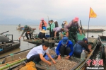 渔民整理各自的收获。　吴立高 摄 - 浙江新闻网