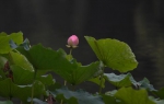 一朵荷花花苞在荷叶间生长。王刚 摄 - 浙江新闻网