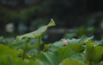 一朵荷花花苞在荷叶间生长。王刚 摄 - 浙江新闻网
