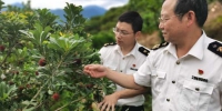 台州海关关员在采摘前对杨梅基地开展核查，了解杨梅种植情况。台州海关供图 - 浙江新闻网