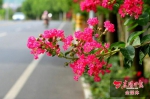 紫薇花开为美丽花园村增“颜值” - 林业厅