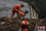 图为搜救犬协助救援 鄂消宣供图 - 浙江新闻网