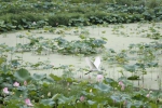 一只白鹭飞过荷塘。 胡徐峰供图 - 浙江新闻网