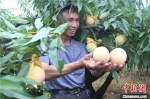本届“桃王”和他的水蜜桃。　卓建青　摄 - 浙江新闻网
