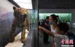 图为：市民带孩子在浙江自然博物院参观华南虎生物标本。　王刚 摄 - 浙江新闻网