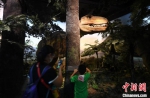 图为：一位家长带孩子在浙江自然博物院内参观游玩。　王刚 摄 - 浙江新闻网
