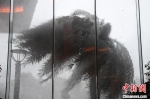 温州乐清大风致树木弯曲。　王刚　摄 - 浙江新闻网