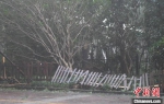 温州乐清大风致树木倒伏。　王刚 摄 - 浙江新闻网