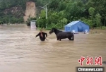 救出被淹动物。　永嘉供图 - 浙江新闻网