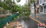 第4号台风“黑格比”袭击浙江乐清后的景象。　王刚 摄 - 浙江新闻网