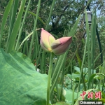 西溪湿地洪园供图 - 浙江新闻网