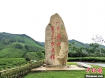黄杜村茶园内的石碑。　施紫楠　摄 - 浙江新闻网