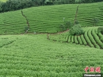 黄杜村种植的白茶。 施紫楠 摄 - 浙江新闻网