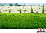 村民在田野上晒米面的场景。小芝镇人民政府提供 - 浙江新闻网