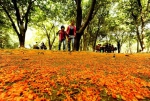 杭州最香的季节要来了 这份赏桂地图送给你 - 林业厅