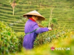 湖南怀化抢抓阴雨间隙采摘明前茶 今年或减产超一半 - 气象