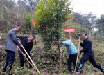 省政协副主席黄旭明到莲都区参加义务植树劳动带头种植珍贵树 - 林业厅