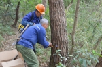 三门县农业林业局开启全县松树“防癌”行动 - 林业厅