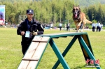 4月24日，参赛警犬进行障碍翻越。当天，浙江省公安机关警犬技术技能大比武在杭州市余杭区举行，该省11个地级市公安机关代表队121名警犬训导员携犬参加了国际标准化掩体搜捕、箱包缉毒、车辆搜爆、血迹气味搜索等9个项目的比武。中新社记者 周尔博 摄 - 浙江新闻网