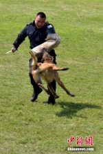 4月24日，一只警犬正在进行扑咬技能比赛。当天，浙江省公安机关警犬技术技能大比武在杭州市余杭区举行，该省11个地级市公安机关代表队121名警犬训导员携犬参加了国际标准化掩体搜捕、箱包缉毒、车辆搜爆、血迹气味搜索等9个项目的比武。中新社记者 周尔博 摄 - 浙江新闻网