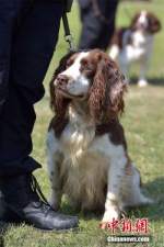 4月24日，警犬们正在等待技能比赛。当天，浙江省公安机关警犬技术技能大比武在杭州市余杭区举行，该省11个地级市公安机关代表队121名警犬训导员携犬参加了国际标准化掩体搜捕、箱包缉毒、车辆搜爆、血迹气味搜索等9个项目的比武。中新社记者 周尔博 摄 - 浙江新闻网