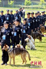 4月24日，警犬技术技能比武现场各代表队带着警犬集合。当天，浙江省公安机关警犬技术技能大比武在杭州市余杭区举行，该省11个地级市公安机关代表队121名警犬训导员携犬参加了国际标准化掩体搜捕、箱包缉毒、车辆搜爆、血迹气味搜索等9个项目的比武。中新社记者 周尔博 摄 - 浙江新闻网