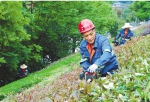 5月1日，在建德市城区，“城市美容师”修剪树枝，栽花种草，扮靓城市。 拍友 宁文武 摄 - 浙江网