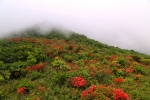 淳安：千亩野生杜鹃花开正艳 - 林业厅