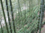 遂昌县竹林仿野生三叶青长势喜人 - 林业厅