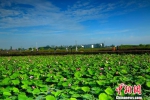 7月25日，游人在雨后的张掖国家湿地公园观赏荷花。　陈礼　摄 - 浙江新闻网