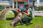 9月5日，武警浙江省总队宁波市支队退伍老兵与警犬作最后的告别。当日，浙江武警迎来一年一度的“退伍季”，退出现役的老兵纷纷卸下警衔，踏上返乡之路。中新社发 宋行侵 摄 - 浙江新闻网