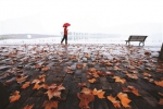 北山街的秋雨落叶 快拍小友 阿乐头 摄 - 浙江网