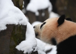 图为：一只熊猫正在雪里寻找食物。王刚摄 - 浙江网