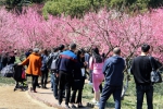 图为：盛开的梅花吸引众多市民和游客前来观赏。柱子摄 - 浙江新闻网