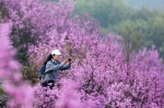 如梦如幻的紫荆花海 王萍 摄 - 浙江网