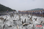 浙江千岛湖上演“巨网捕鱼” 现万鱼群跃盛景 - 浙江新闻网