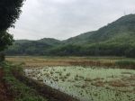 鹿城区开展公墓项目建设林地现状调查，助力乡村生态文明建设 - 林业厅