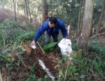 遂昌县牛头山林场积极推进木材战略储备林大径材培育项目 - 林业厅