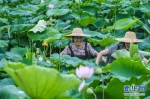 浙江湖州：美丽“荷花池”助力乡村旅游 - 林业厅