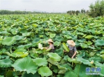 浙江湖州：美丽“荷花池”助力乡村旅游 - 林业厅