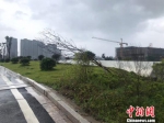 浙江温州苍南大道路边倒塌的树枝。　胡哲斐 摄 - 浙江网