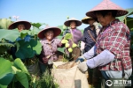 东阳：“莲蓬经济”带动村民致富 - 林业厅